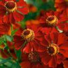 Helenium Rubinzwerg